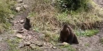 La primavera deja en El Hosquillo un nuevo inquilino un osezno hijo de Negrita