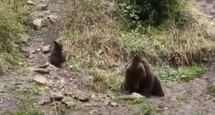 La primavera deja en El Hosquillo un nuevo inquilino un osezno hijo de Negrita