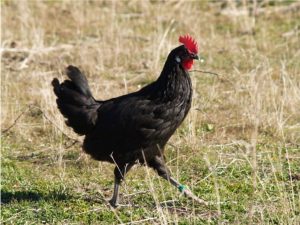 La reintroducción de la gallina negra castellana en el medio rural pasa por Guadalajara