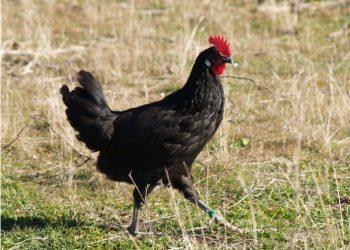La reintroducción de la gallina negra castellana en el medio rural pasa por Guadalajara