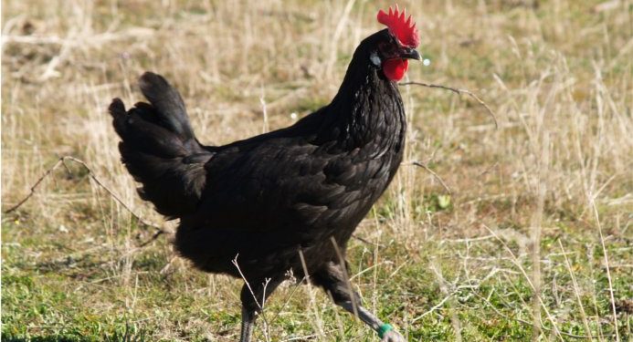 La reintroducción de la gallina negra castellana en el medio rural pasa por Guadalajara