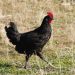 La reintroducción de la gallina negra castellana en el medio rural pasa por Guadalajara
