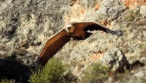 Los buitres leonados sanitarios del campo