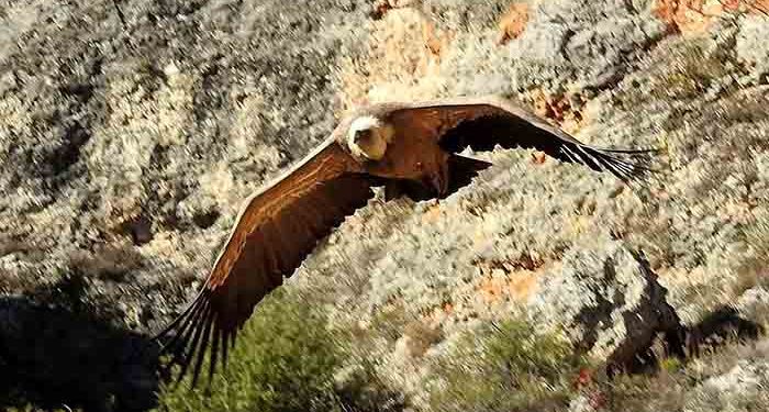 Los buitres leonados sanitarios del campo