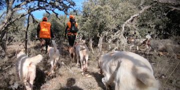 ARRECAL reclama mejorar la regulación rehala y la montería en el reglamento de caza de Castilla-La Mancha