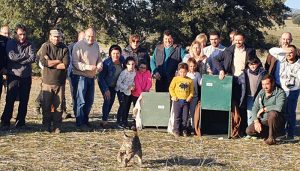 Castilla-La Mancha consolida la reintroducción del lince en la región con tres núcleos de población asentados y 327 ejemplares de los 1.111 censados en la Península Ibérica en 2020