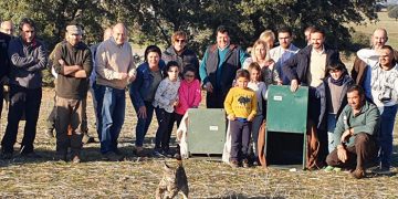Castilla-La Mancha consolida la reintroducción del lince en la región con tres núcleos de población asentados y 327 ejemplares de los 1.111 censados en la Península Ibérica en 2020