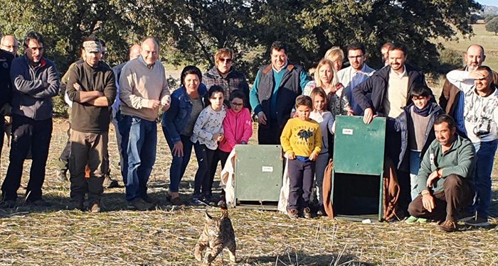Castilla-La Mancha consolida la reintroducción del lince en la región con tres núcleos de población asentados y 327 ejemplares de los 1.111 censados en la Península Ibérica en 2020