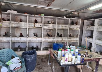 Desarticulada una organización criminal con ramificaciones en El Casar dedicada a la distribución de cocaína y a la realización de peleas ilegales de gallos 1 Desarticulada una organización criminal con ramificaciones en El Casar dedicada a la distribución de cocaína y a la realización de peleas ilegales de gallos