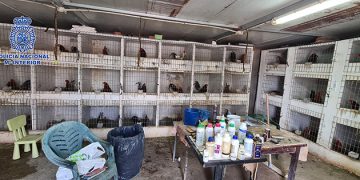 Desarticulada una organización criminal con ramificaciones en El Casar dedicada a la distribución de cocaína y a la realización de peleas ilegales de gallos