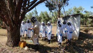 Efectivos del cuerpo de bomberos aprenden a retirar enjambres de abejas en el entorno urbano