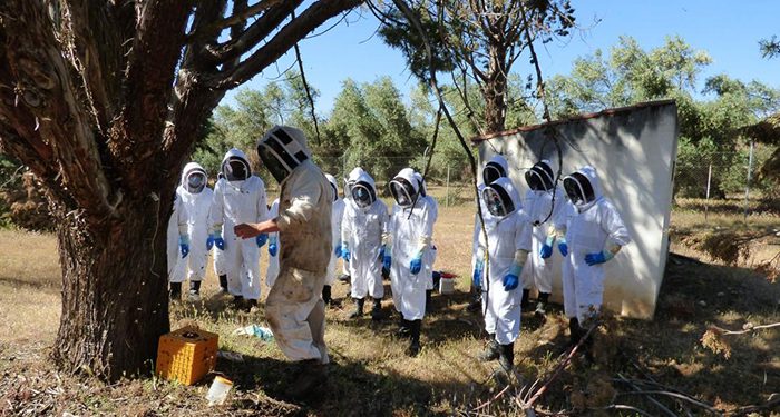Efectivos del cuerpo de bomberos aprenden a retirar enjambres de abejas en el entorno urbano