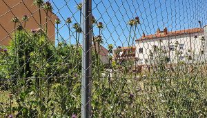 El PP de Azuqueca muestra su preocupación por la maleza y la suciedad acumulada en muchos solares