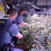 La Guardia Civil desmantela una plantación de marihuana “indoor” en la urbanización Parque de Las Castillas 3 Guardia Civil marihuana