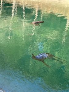 La Federación de Caza de CLM alerta sobre el elevado número de corzos que mueren en el trasvase Tajo-Segura