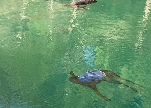 La Federación de Caza de CLM alerta sobre el elevado número de corzos que mueren en el trasvase Tajo-Segura 1 La Federación de Caza de CLM alerta sobre el elevado número de corzos que mueren en el trasvase Tajo-Segura