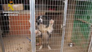 La Guardia Civil investiga a una persona en Valverde de Júcar por tener varios perros en un estado lamentable