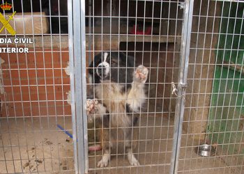 La Guardia Civil investiga a una persona en Valverde de Júcar por tener varios perros en un estado lamentable La Guardia Civil investiga a una persona en Valverde de Júcar por tener varios perros en un estado lamentable