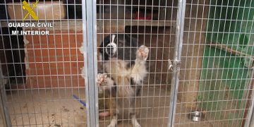 La Guardia Civil investiga a una persona en Valverde de Júcar por tener varios perros en un estado lamentable