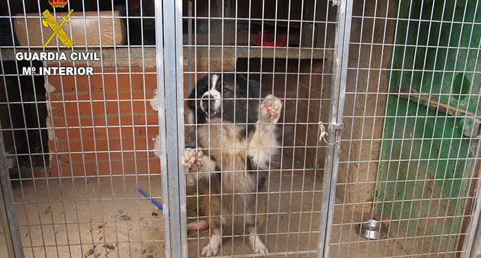 La Guardia Civil investiga a una persona en Valverde de Júcar por tener varios perros en un estado lamentable