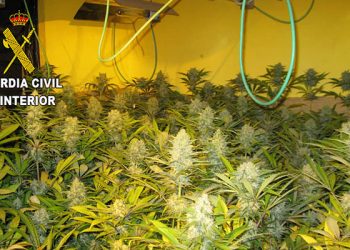 Marihuana