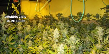 Marihuana