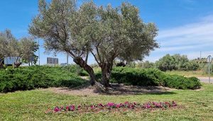 «Mayo florido» en parterres, jardines y rotondas en Cabanillas