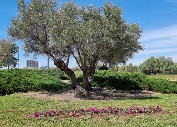 «Mayo florido» en parterres, jardines y rotondas en Cabanillas