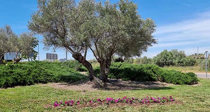 «Mayo florido» en parterres, jardines y rotondas en Cabanillas