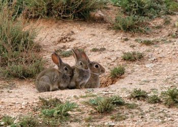Nuevo lío entre PP y PSOE a cuenta de los conejos en Castilla-La Mancha