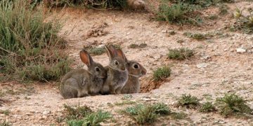 Nuevo lío entre PP y PSOE a cuenta de los conejos en Castilla-La Mancha