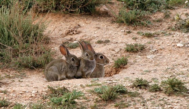 Declarada la emergencia cinegética temporal por daños causados por los conejos en 81 municipios de Cuenca y 23 de Guadalajara 1 Nuevo lío entre PP y PSOE a cuenta de los conejos en Castilla-La Mancha
