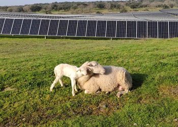 Solaria generará más de 4.000 empleos en la provincia de Guadalajara con su complejo fotovoltaico Cifuentes-Trillo 626MW