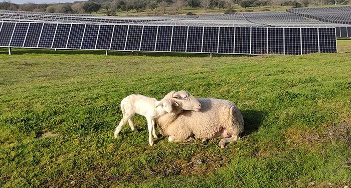 Solaria generará más de 4.000 empleos en la provincia de Guadalajara con su complejo fotovoltaico Cifuentes-Trillo 626MW