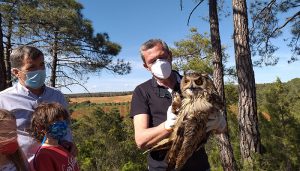 Vuelve a la libertad un búho atropellado hace unos meses y recuperado en Albadalejito
