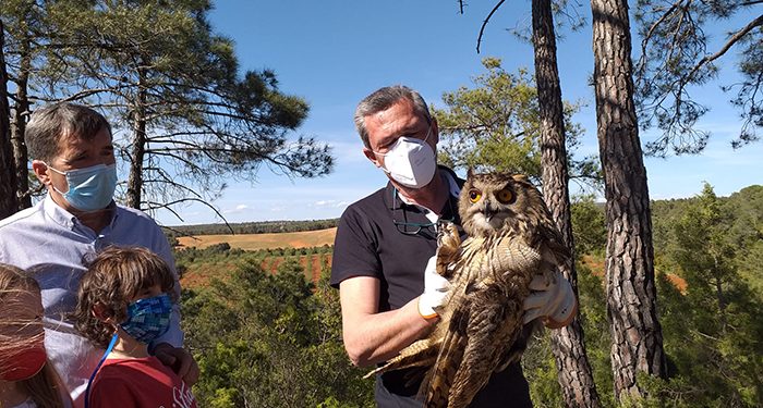 Vuelve a la libertad un búho atropellado hace unos meses y recuperado en Albadalejito 1 Vuelve a la libertad un búho atropellado hace unos meses y recuperado en Albadalejito