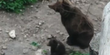 Ya son cinco los oseznos nacidos en El Hosquillo