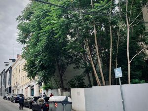 Arranca el plan de inspección de solares del Ayuntamiento de Guadalajara