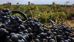 Bodegas Campos Reales elegida Mejor Bodega del Año en los Premios Verema 2020