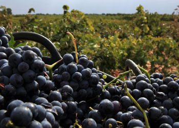 Bodegas Campos Reales elegida Mejor Bodega del Año en los Premios Verema 2020
