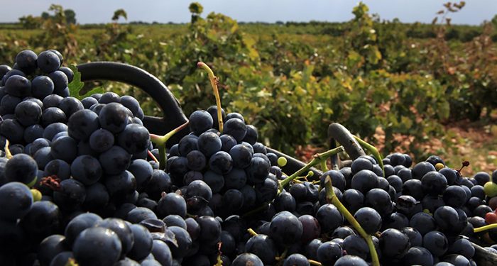 Bodegas Campos Reales elegida Mejor Bodega del Año en los Premios Verema 2020