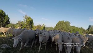Castilla-La Mancha abona “antes que nunca” 40 millones de euros en ayudas agroambientales para la agricultura y ganadería ecológica