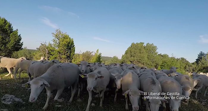 Castilla-La Mancha abona “antes que nunca” 40 millones de euros en ayudas agroambientales para la agricultura y ganadería ecológica