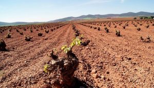 Castilla-La Mancha abona este viernes más de tres millones de euros de reestructuración de viñedo de los que se beneficiarán 372 viticultores