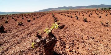 Castilla-La Mancha abona este viernes más de tres millones de euros de reestructuración de viñedo de los que se beneficiarán 372 viticultores