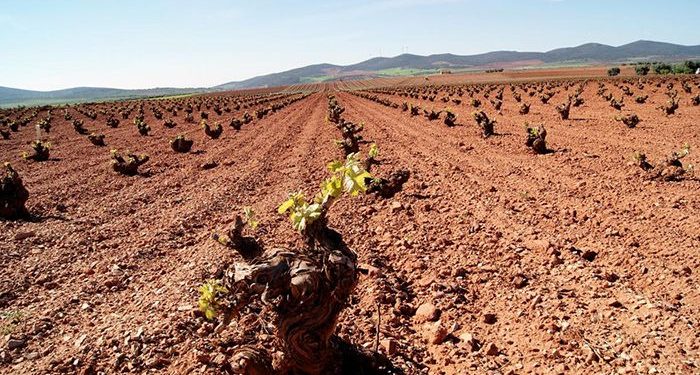 Castilla-La Mancha recibirá 76,5 millones de euros para reestructuración, reconversión e inversiones en el sector vitivinícola y para programas de sanidad animal y vegetal 1 Castilla-La Mancha abona este viernes más de tres millones de euros de reestructuración de viñedo de los que se beneficiarán 372 viticultores