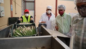 Castilla-La Mancha avanza en la propuesta para que el espárrago verde de Guadalajara se convierta en IGP