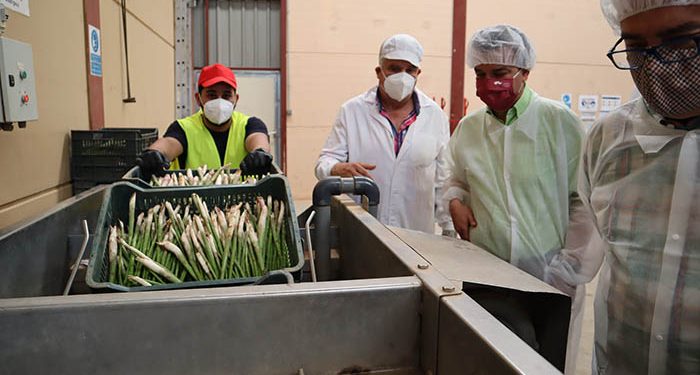 Castilla-La Mancha avanza en la propuesta para que el espárrago verde de Guadalajara se convierta en IGP 1 Castilla-La Mancha avanza en la propuesta para que el espárrago verde de Guadalajara se convierta en IGP
