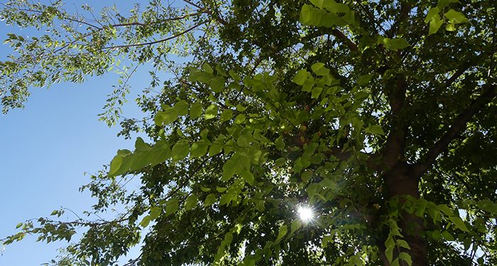 CEOE-Cepyme Cuenca reivindica unas empresas responsables con el medio ambiente el 5 de junio