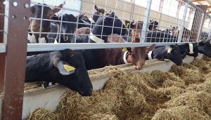 El Gobierno regional abona alrededor de seis millones de euros en ayudas a la agricultura ecológica y al fomento del pastoreo en la provincia de Cuenca